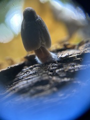 Simocybe