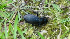 Carabus hortensis