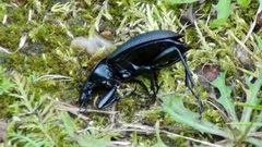 Carabus hortensis