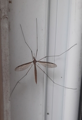 Tipula