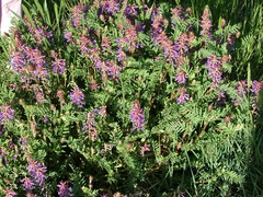 Astragalus bisulcatus