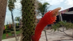 Cleistocactus