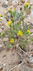 Senecio viscosus