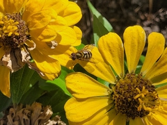 Syrphus opinator