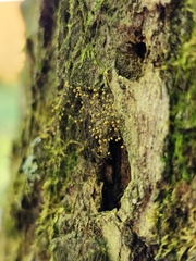 Hemitrichia calyculata