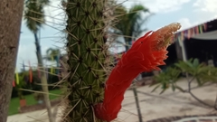 Cleistocactus