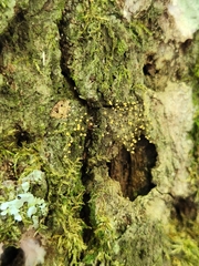 Hemitrichia calyculata