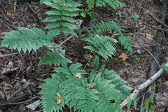 Dryopteris goldieana