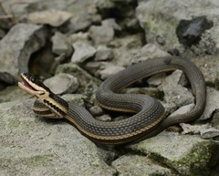 Regina septemvittata