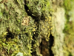 Hemitrichia calyculata