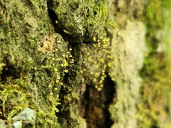 Hemitrichia calyculata