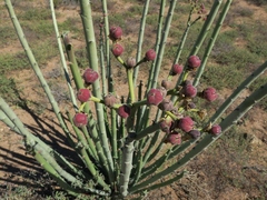 Euphorbia dregeana