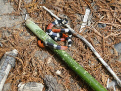 Micrurus laticollaris