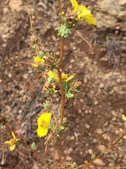 Calycadenia truncata