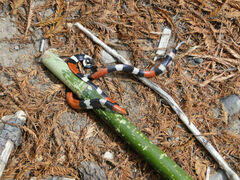 Micrurus laticollaris