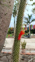Cleistocactus