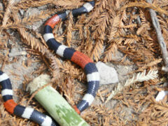 Micrurus laticollaris