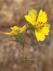 Calycadenia truncata