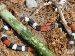 Micrurus laticollaris