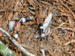 Micrurus laticollaris