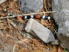 Micrurus laticollaris