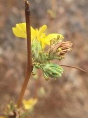 Calycadenia truncata