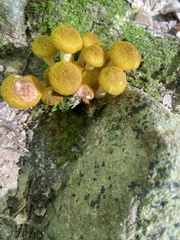 Armillaria