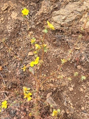 Calycadenia truncata