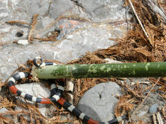 Micrurus laticollaris