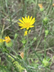 Bradburia pilosa