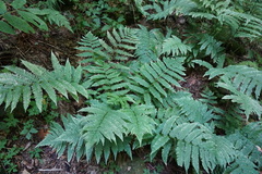 Dryopteris goldieana