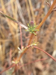 Calycadenia truncata
