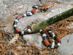 Micrurus laticollaris