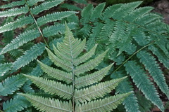 Dryopteris goldieana