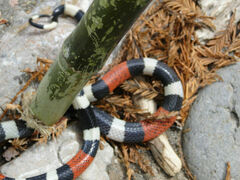 Micrurus laticollaris