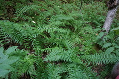 Homalosorus pycnocarpos