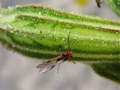 Braconidae