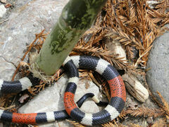 Micrurus laticollaris