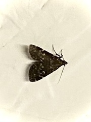 Idia scobialis