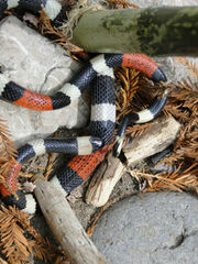 Micrurus laticollaris