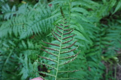 Homalosorus pycnocarpos