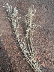 Pseudognaphalium canescens