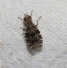 Trypetoptera punctulata
