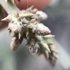 Froelichia arizonica