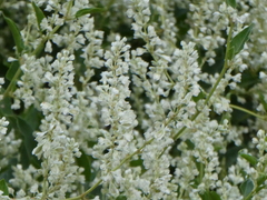 Fallopia baldschuanica