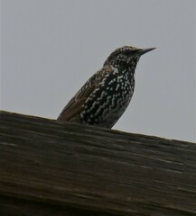 Sturnus vulgaris