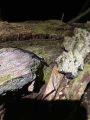Plethodon cylindraceus