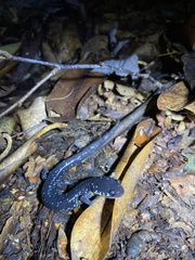 Plethodon cylindraceus