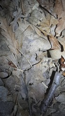 Crematogaster scutellaris