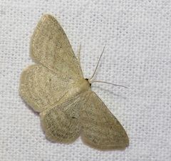 Scopula virgulata